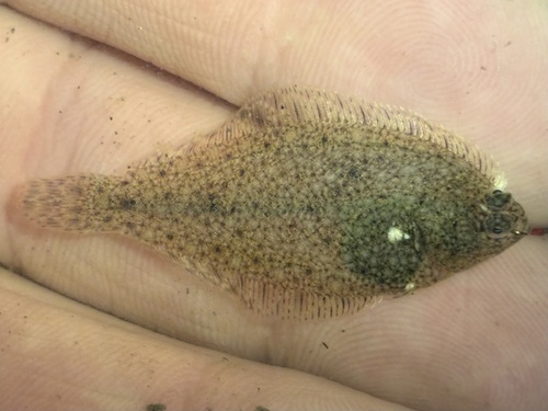English sole (Parophrys vetulus) — Pleuronectidae — 4