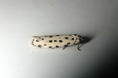 Ethmia ermineella