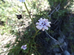 Iberis