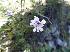 Iberis