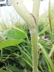 Heracleum sphondylium sphondylium