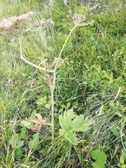 Heracleum sphondylium sphondylium