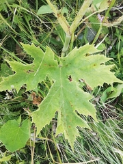 Heracleum sphondylium sphondylium