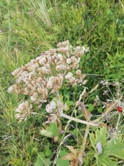 Heracleum sphondylium sphondylium
