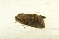 Odontodes