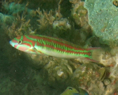 Thalassoma quinquevittatum