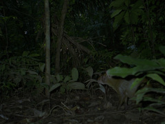 Dasyprocta variegata