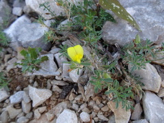Ononis minutissima