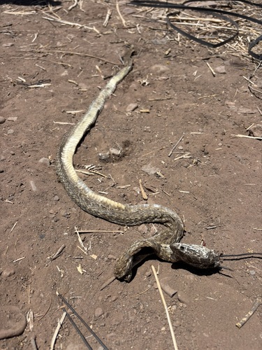Baja California Coachwhip