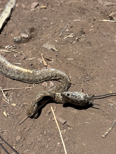 Baja California Coachwhip