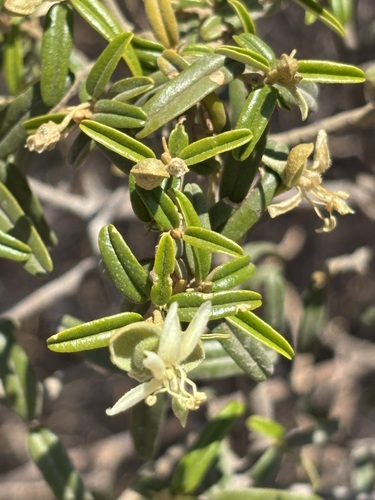 Image of Atamisquea emarginata by (c) Sula Vanderplank, some rights reserved (CC BY)
