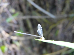 Metaleptobasis foreli