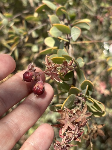 Image of Stegnosperma halimifolium by (c) Sula Vanderplank, some rights reserved (CC BY)