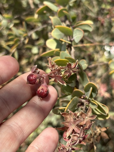 Image of Stegnosperma halimifolium by (c) Sula Vanderplank, some rights reserved (CC BY)