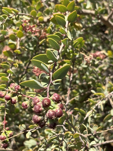 Image of Stegnosperma halimifolium by (c) Sula Vanderplank, some rights reserved (CC BY)
