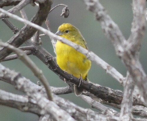 Stripe-tailed Yellow Finch (Sicalis citrina), photo 9