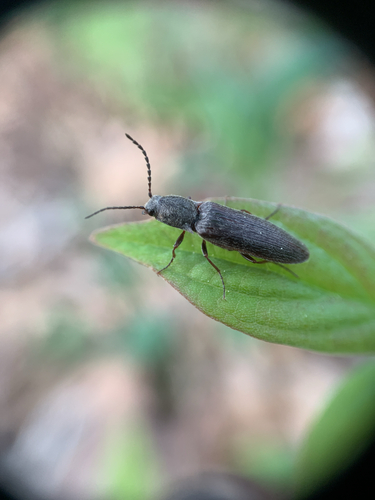 Cylindrical Click Beetle