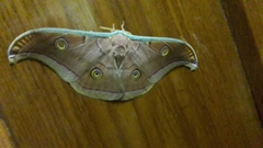 Antheraea paphia