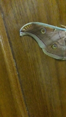 Antheraea paphia