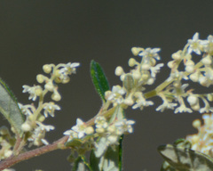 Trymalium odoratissimum