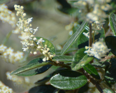 Trymalium odoratissimum