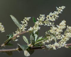 Trymalium odoratissimum