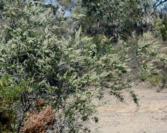 Trymalium odoratissimum