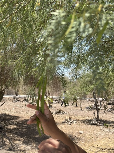 Image of Neltuma articulata by (c) Sula Vanderplank, some rights reserved (CC BY)