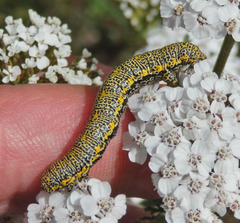 Lycia alpina