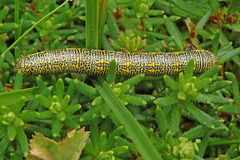 Lycia alpina