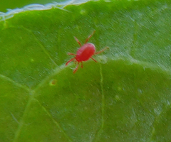 Balaustium