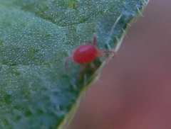 Balaustium
