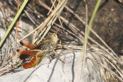 Stenobothrus rubicundulus
