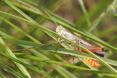 Stenobothrus rubicundulus