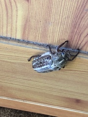 Anoxia australis