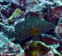 Epinephelus ongus