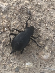 Blaps lusitanica