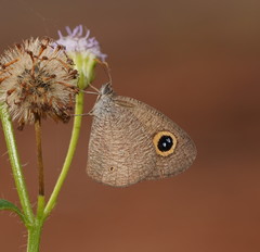 Ypthima arctous