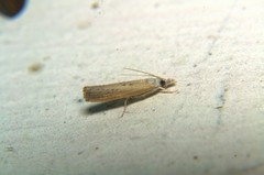 Ancylolomia