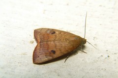 Maurilia