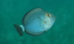 Acanthurus mata