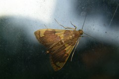 Rehimena phrynealis