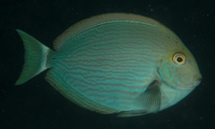 Acanthurus mata