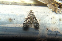 Diasemiopsis ramburialis