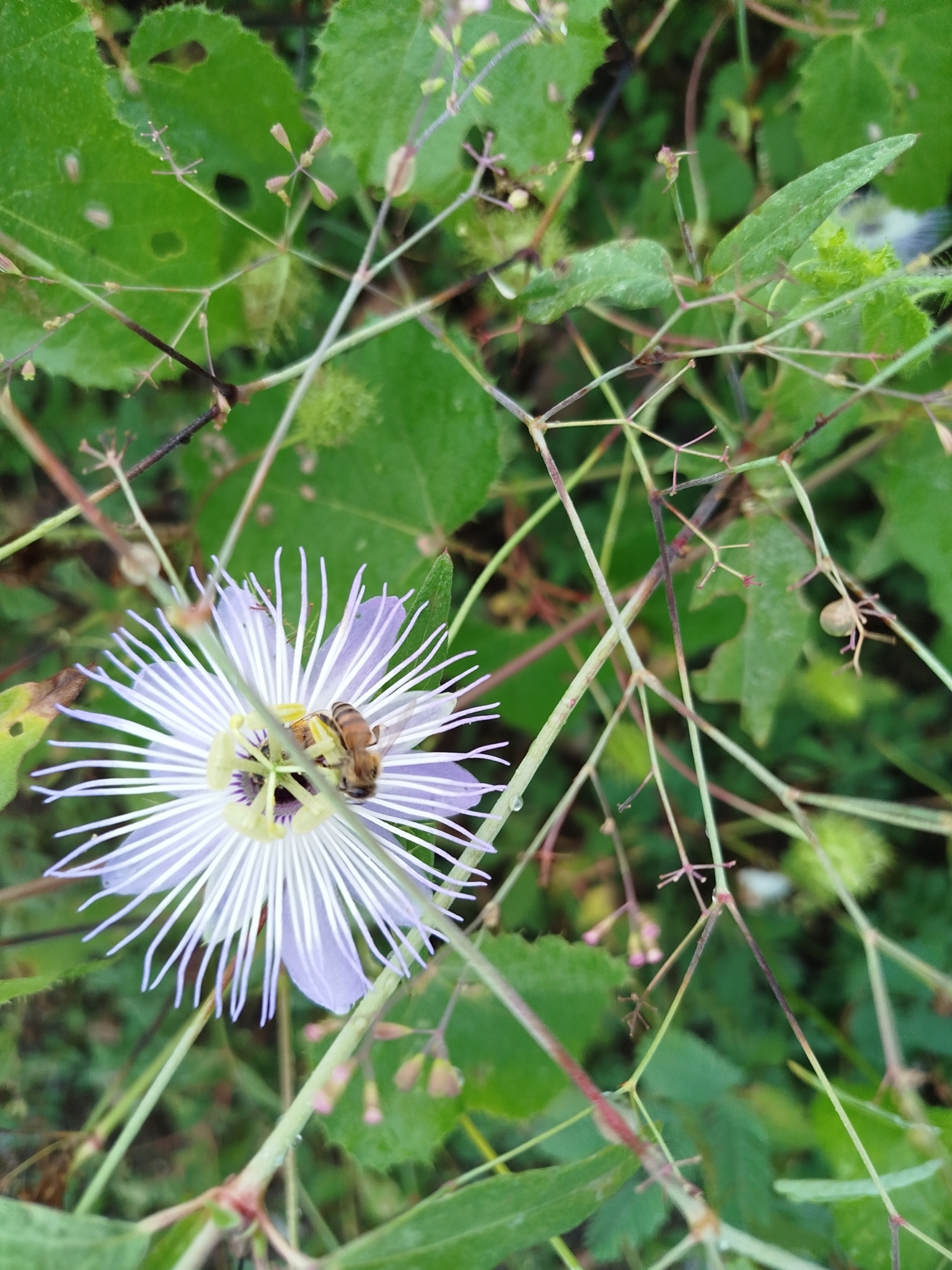 Passiflora foetida