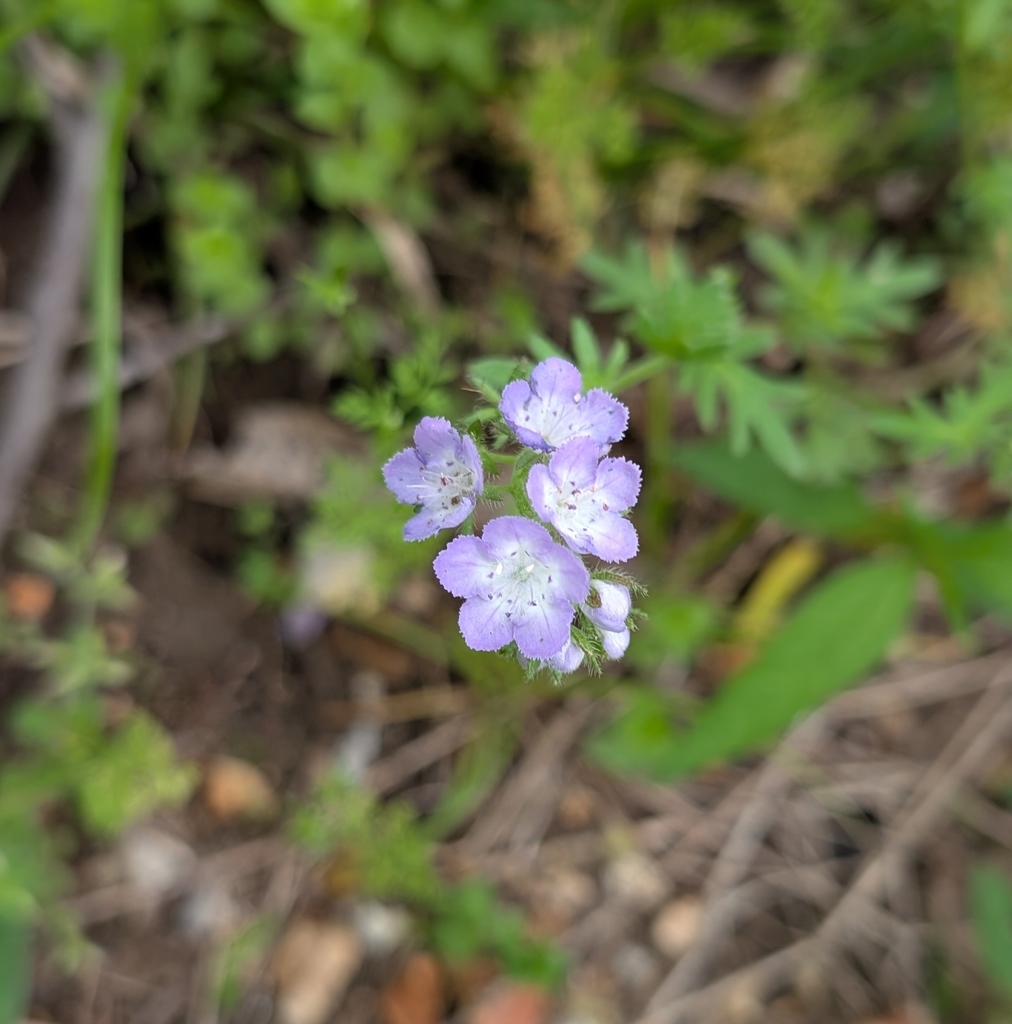 Brand's phacelia (Phacelia gilioides)