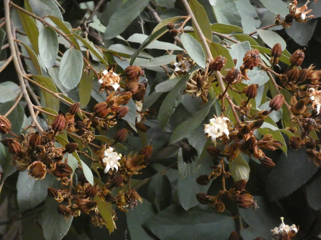 Luehea grandiflora; photograph (c) agujaceratops, some rights reserved (CC BY)