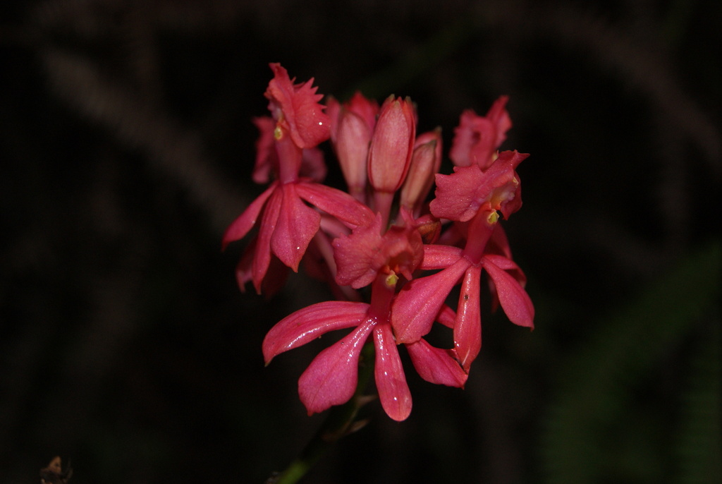 Epidendrum igneum Hágsater