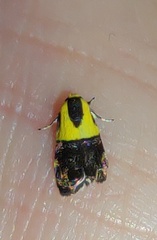 Rectiostoma xanthobasis