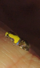 Rectiostoma xanthobasis